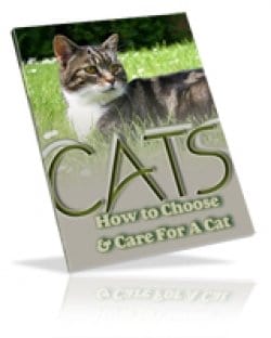 How To Choose & Care For A Cat